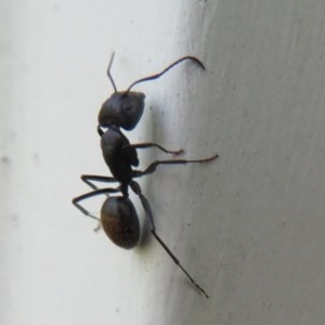 Camponotus aeneopilosus at Flynn, ACT - 6 Nov 2020