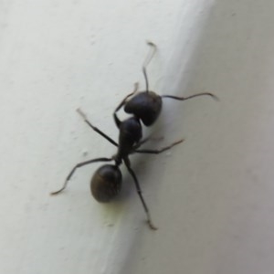 Camponotus aeneopilosus at Flynn, ACT - 6 Nov 2020