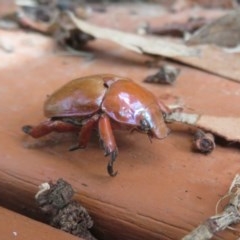 Anoplognathus montanus (Montane Christmas beetle) at Flynn, ACT - 6 Nov 2020 by Christine