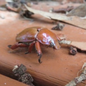 Anoplognathus montanus at Flynn, ACT - 6 Nov 2020 02:27 PM