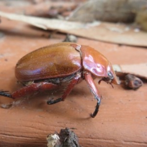 Anoplognathus montanus at Flynn, ACT - 6 Nov 2020 02:27 PM