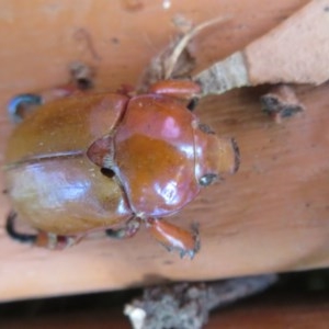 Anoplognathus montanus at Flynn, ACT - 6 Nov 2020 02:27 PM