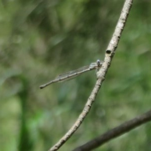 Austrolestes leda at Fyshwick, ACT - 4 Nov 2020 12:12 PM