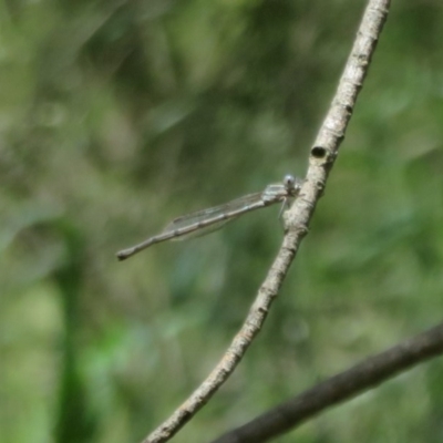 Austrolestes leda (Wandering Ringtail) at Jerrabomberra Wetlands - 4 Nov 2020 by Christine