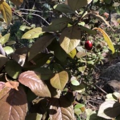 Prunus cerasifera (Cherry Plum) at Hughes Garran Woodland - 11 Oct 2020 by ruthkerruish