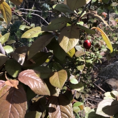 Prunus cerasifera (Cherry Plum) at Red Hill to Yarralumla Creek - 11 Oct 2020 by ruthkerruish
