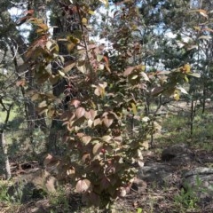 Prunus cerasifera at Garran, ACT - 11 Oct 2020