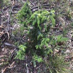 Juniperus sp. (Juniper) at Hughes Garran Woodland - 11 Oct 2020 by ruthkerruish
