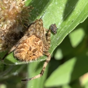 Backobourkia sp. (genus) at Black Range, NSW - 6 Nov 2020