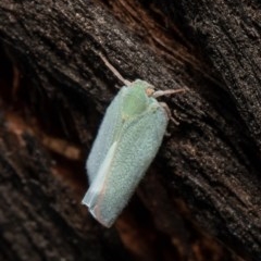 Siphanta acuta (Green planthopper, Torpedo bug) at Latham, ACT - 6 Nov 2020 by Roger