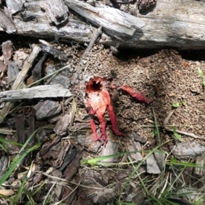 Clathrus archeri at Gungahlin, ACT - 6 Nov 2020