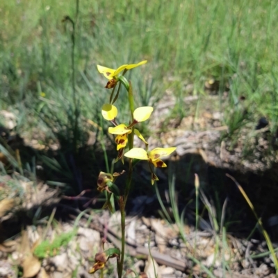 Diuris sulphurea (Tiger Orchid) at Coombs, ACT - 2 Nov 2020 by AllanS