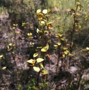 Diuris sulphurea at Molonglo River Reserve - 2 Nov 2020