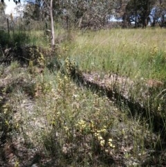 Diuris sulphurea at Molonglo River Reserve - 2 Nov 2020