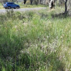 Diuris sulphurea at Molonglo River Reserve - 2 Nov 2020