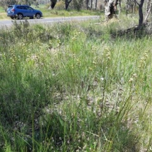 Diuris sulphurea at Molonglo River Reserve - 2 Nov 2020