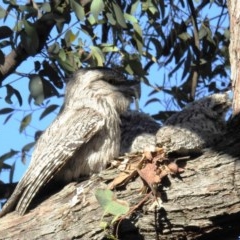 Podargus strigoides (Tawny Frogmouth) at Acton, ACT - 6 Nov 2020 by HelenCross