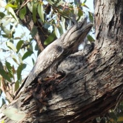 Podargus strigoides at Acton, ACT - 6 Nov 2020