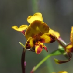 Diuris semilunulata (Late Leopard Orchid) at Carwoola, NSW - 5 Nov 2020 by KumikoCallaway