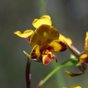 Diuris semilunulata at Carwoola, NSW - suppressed