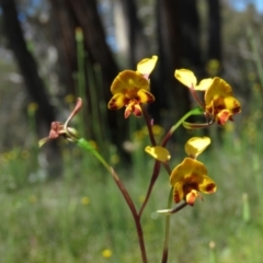 Diuris semilunulata at Carwoola, NSW - suppressed