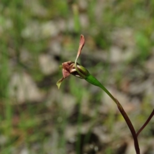 Diuris semilunulata at Carwoola, NSW - suppressed