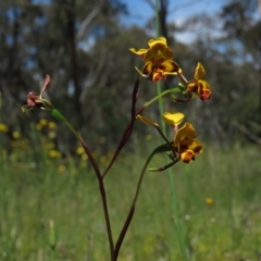 Diuris semilunulata at Carwoola, NSW - suppressed