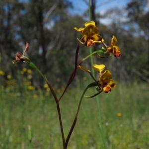 Diuris semilunulata at Carwoola, NSW - suppressed