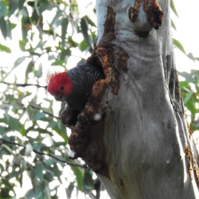 Callocephalon fimbriatum (Gang-gang Cockatoo) at ANBG - 3 Nov 2020 by HelenCross