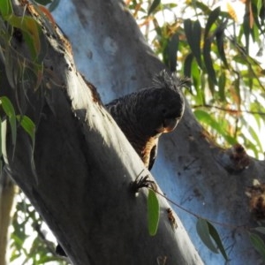 Callocephalon fimbriatum at Acton, ACT - suppressed