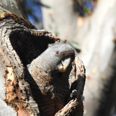 Callocephalon fimbriatum (Gang-gang Cockatoo) at Black Mountain - 3 Nov 2020 by HelenCross