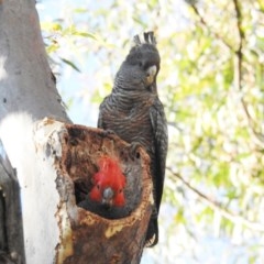 Callocephalon fimbriatum (Gang-gang Cockatoo) at Black Mountain - 5 Nov 2020 by HelenCross