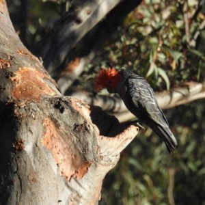 Callocephalon fimbriatum at Acton, ACT - 6 Nov 2020