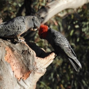 Callocephalon fimbriatum at Acton, ACT - 6 Nov 2020