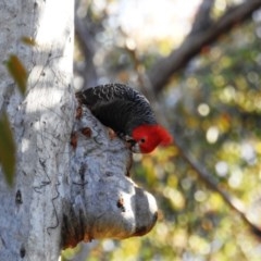 Callocephalon fimbriatum (Gang-gang Cockatoo) at Acton, ACT - 5 Nov 2020 by HelenCross