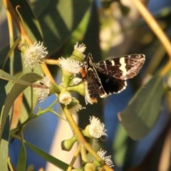 Phalaenoides glycinae (Grapevine Moth) at Hughes Grassy Woodland - 6 Nov 2020 by LisaH