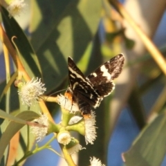 Phalaenoides glycinae at Hughes, ACT - 6 Nov 2020