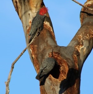 Callocephalon fimbriatum at Hughes, ACT - 6 Nov 2020