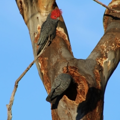 Callocephalon fimbriatum (Gang-gang Cockatoo) at Hughes Grassy Woodland - 6 Nov 2020 by LisaH