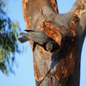 Callocephalon fimbriatum at Hughes, ACT - 6 Nov 2020