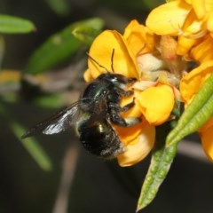 Xylocopa (Lestis) aerata (Golden-Green Carpenter Bee) at Acton, ACT - 6 Nov 2020 by TimL