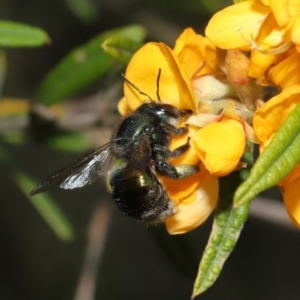 Xylocopa (Lestis) aerata at Acton, ACT - 6 Nov 2020 11:34 AM