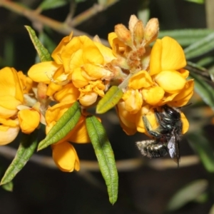 Xylocopa (Lestis) aerata at Acton, ACT - 6 Nov 2020