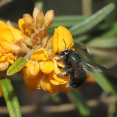 Xylocopa (Lestis) aerata at Acton, ACT - 6 Nov 2020