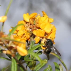 Xylocopa (Lestis) aerata at Acton, ACT - 6 Nov 2020