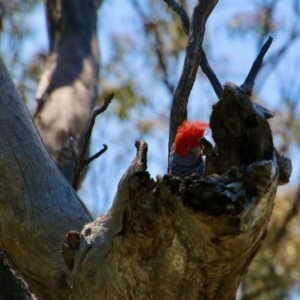 Callocephalon fimbriatum at Deakin, ACT - 3 Nov 2020