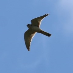 Falco cenchroides (Nankeen Kestrel) at West Wodonga, VIC - 5 Nov 2020 by KylieWaldon