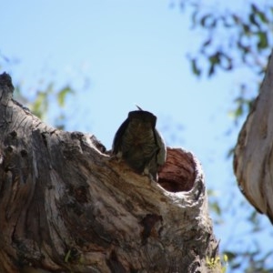 Callocephalon fimbriatum at Deakin, ACT - 3 Nov 2020