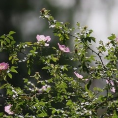 Rosa rubiginosa (Sweet Briar, Eglantine) at Felltimber Creek NCR - 5 Nov 2020 by Kyliegw
