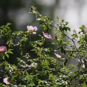 Rosa rubiginosa at West Wodonga, VIC - 5 Nov 2020 01:45 PM